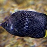 葛西臨海コレクション：ユウゼン