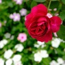 赤い薔薇