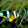 葛西臨海コレクション：クマノミ