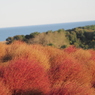 2020　ひたち海浜公園のコキアとコスモス