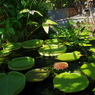 水生植物園で１５