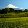 茶畑と富士山