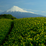 茶畑と富士山