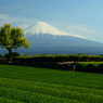 茶畑と富士山