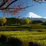 茶畑の朝_01