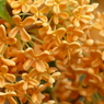秋の花(金木犀）