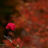 金曜夜お疲れ様の薔薇