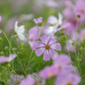 秋雨の秋桜