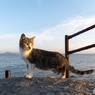 夕方ニャンニャン