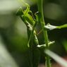 白露　カマキリ