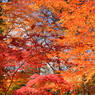 紅葉狩り⑥