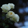 厚別の白薔薇