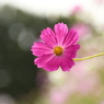 秋桜畑