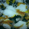 雪