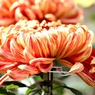 太平の紅葉