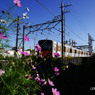 秋桜と東武５００００系