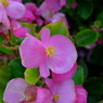 秋 花・薄ピンク