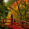 今高野山紅葉(3) 201106-250