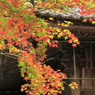 今高野山紅葉(6) 201106-219