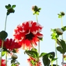 この花もダリアですー２