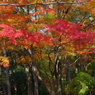 大山崎山荘美術館の紅葉