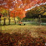 市民の森の紅葉③