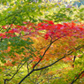 紅葉5