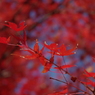 大山崎美術館の紅葉