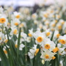 冬の花　～水仙～