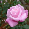 秋花 薄ピンク