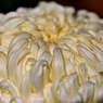 菊マクロ撮り①