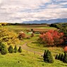 山里にも紅葉が