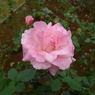 秋花 薄ピンク２