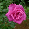 秋花 ショッキングピンク