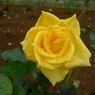 秋花 ショッキングイエロー