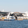 横浜港のカモメ