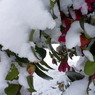 雪