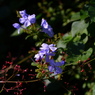 蒼いシルク