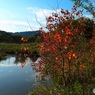 遊水地の紅葉