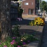 写真エッセイ：マリーの道２：NTW254
