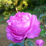 秋花 ピンク