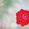 薔薇