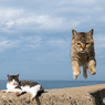 やぁっ