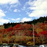 神社への紅葉通り(駐車場から）