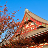 「色づく浅草寺」