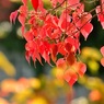 ナンキンハゼ紅葉