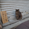 シマちゃん！？
