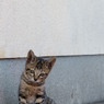 かわいこちゃん