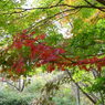 紅葉