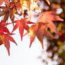 丹波　円通寺　紅葉三態　その２